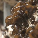 박화선농장 이미지