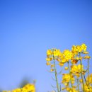 하안도깨비 이미지