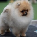 강아지분양 타임도그 애견샵 목동점 이미지