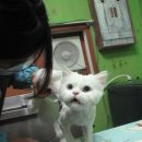 백설 애견샵 이미지