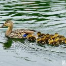 오리나들이 이미지