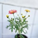 아라미장식
