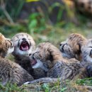 치타(CHEETAH) 이미지