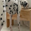 캣토피아 이미지