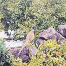 낭만느림보 이미지