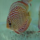 디스커스코리아 이미지