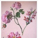 보태니컬 아트 이미지