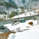 솔고개로 | 겨울 강원도 여행지 추천 영월 숨은 명소 솔고개소나무