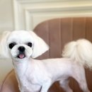 두유네 애견미용실 이미지