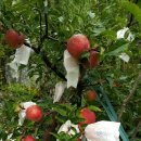 매네미 민박 이미지