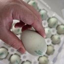 통일청란 이미지