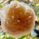 향스토리 이미지