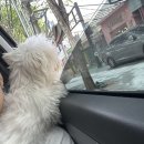 박물관옆동물병원 | 대구 달서구 '박물관옆동물병원' 암컷강아지 중성화수술 내돈내산 솔직후기