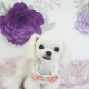 멍뭉이네 살롱 이미지