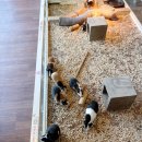 동탄기흥로257번길L | 아기랑 첫 실내동물원 후기 동탄 쥬라리움 동물체험 성공적