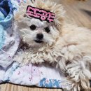 세건바이오 | 강아지관절영양제 슬개골탈구 엠엔바이오랩