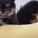 미스터멍 이미지