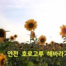 연천 호로고루 해바라기 명소 연천 가볼만한곳 이미지