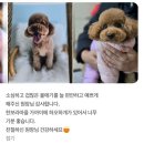 하오하개 이미지