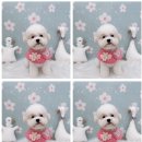 하늘펫살롱 이미지