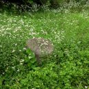 국곡리 고인돌 이미지