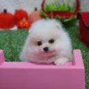 화이트포메라니안 이미지