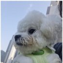 애견호텔 이미지