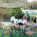 도그스101 이미지