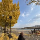 은행나무길(경제진흥원앞) 이미지