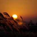 하늘공원 이미지