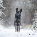사랑스럽댕 네이버블로그