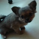 치와와 둥지 이미지