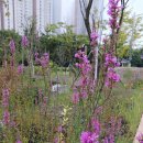 미추홀공원 다례원 이미지