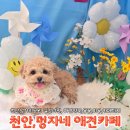 솔펫애견미용놀이터 | 천안애견카페 멍자네 애견약국 애견미용 카페