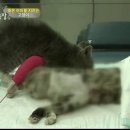 낭만고양이 Daum카페