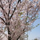 선진리성 Daum카페