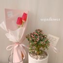 햇살다육꽃사랑 이미지