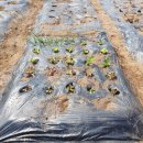 덕이 농장 이미지