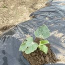 주렴농장 이미지