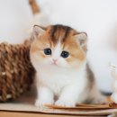 수원고양이분양 나비캣 이미지