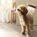 도그샤워 이미지