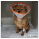 미드미 동물의료센터 이미지