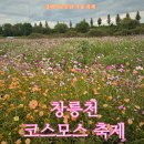 강매동 석교 | 창릉천 가을 코스모스 축제 강매석교공원 후기 먹거리 주차 위치