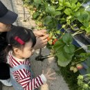 다산농원 | 대구 근교 아이와 가볼만한곳 딸기체험 내돈내산 다산딸기조합농원 후기