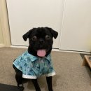 HI, MY DOG 이미지