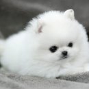 귀여운 강아지 이미지