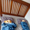 (주)자연둥이