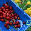 딸기민박 이미지