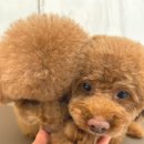 석동물병원 이미지