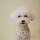 로로앤독 이미지